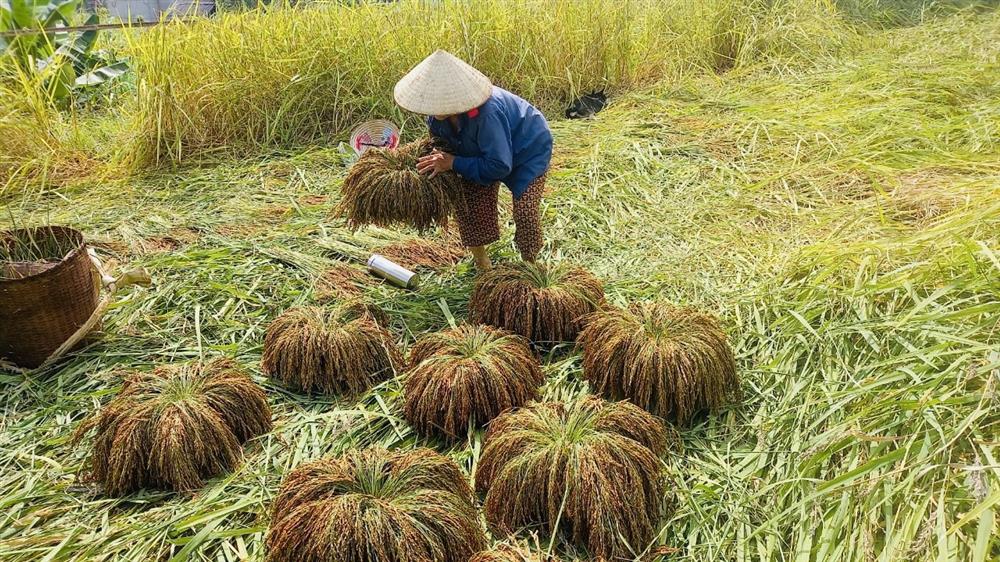 Huyện Bá Thước (tỉnh Thanh Hóa): Tập trung phát triển các sản phẩm OCOP gắn với du lịch, thúc đẩy tiềm năng phát huy thế mạnh